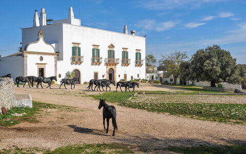 Masseria Tagliente: Sky, Building, Plant, Cloud, Land Lot, Grass, Tree, Rural Area