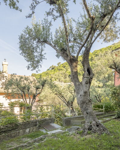 Pieve Ligure Seaside View, Wifi: Leaf, Branch, Vegetation, Shrub, Spring, Twig, Garden, Estate, Yard, Landscaping