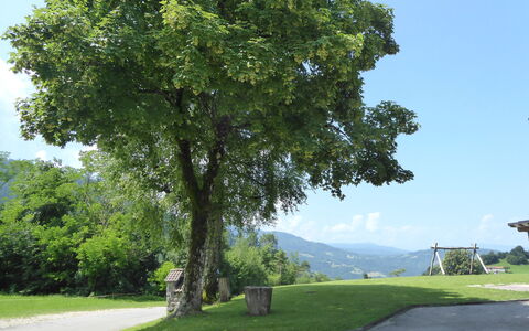 Baita Tersilia Mountain And Lake, Veneto: Tree, Leaf, Woody Plant, Evergreen
