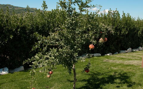 Villa Mariarosaria - Dimora Esclusiva con Piscina: Branch, Groundcover, Garden, Lawn, Fruit, Plantation, Soil, Yard