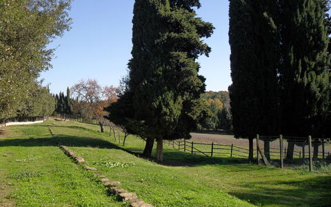 Villa Antonella: Tree, Grass, Leaf, Natural Environment, Shrub, Trunk, Woody Plant, Garden, Meadow, Landscaping