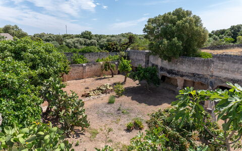 Masseria Lamagrotte By Raro Rooms: Sky, Tree, Vegetation, Landscape, Shrub, Plant Community, Land Lot, Rural Area, Soil