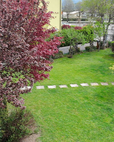 House Martina: Shrub, Garden, Groundcover, Lawn, Spring, Backyard, Yard, Landscaping, Park