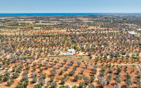 Casa Vita Bella: Tree, Bird'S-Eye View, Landscape, Aerial Photography, Plain, Land Lot, Field, Plantation, Soil