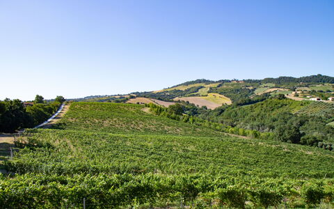 Zena Apartment: Green, Hill, Natural Landscape, Agriculture, Plantation, Field, Highland, Landscape, Rural Area