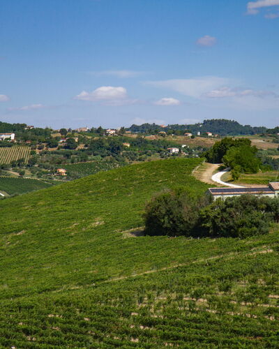 Zena Apartment: Green, Agriculture, Field, Plantation, Rural Area, Plain, Grassland, Landscape, Land Lot