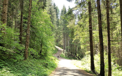 Villa Dolce Bosco with Pool, Valdobbiadene: Tree, Leaf, Green, Natural Environment, Wood, Vegetation, Forest, Road, Trail
