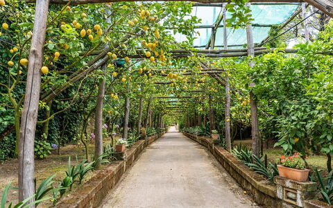 Villa Romantic Garden: Garden, Botanical Garden, Shade, Walkway, Plantation, Orange