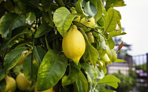 Casa Oscar: Fruit, Green, Produce, Yellow, Food, Ingredient