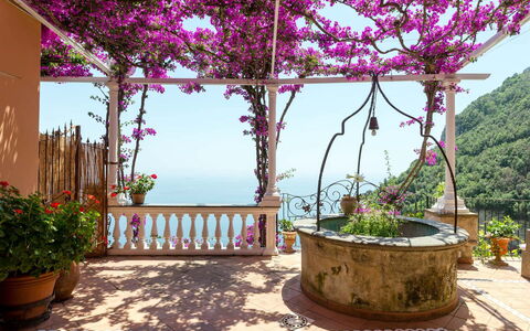 Casa Gemma: Flower, Pink, Flowerpot, Spring, Purple, Houseplant, Garden, Floristry