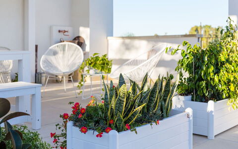 Villa Salentina: Flowerpot, Shrub, Houseplant, Garden, Floristry, Floral Design, Landscaping, Cut Flowers