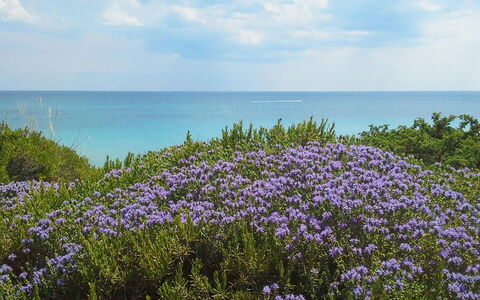 Villa la Rezza: Blue, Water, Body Of Water, Flower, Horizon, Sea, Coastal And Oceanic Landforms, Coast, Ocean, Beach