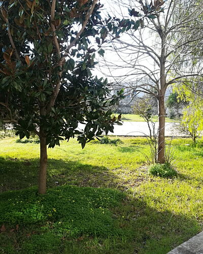 Noemi'S House in Otranto: Leaf, Branch, Shrub, Garden, Trunk, Woody Plant, Lawn, Shade, Landscaping, Yard
