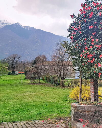 Dimora Lali: Flower, Shrub, Mountain Range, Spring, Garden, Ridge, Alps, Landscaping, Massif, Summit