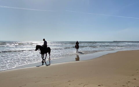 Tenuta Renna: Beach, Horse, Sea, Coast, Recreation, Ocean, Shore, Coastal And Oceanic Landforms, Sand