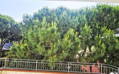 Rosolina Mare 664