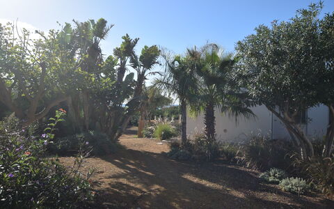 Punta Braccetto Fronte Mare: Leaf, Vegetation, Shrub, Garden, Plant Community, Woody Plant, Soil, Landscaping, Botanical Garden