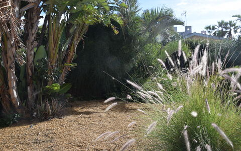 Punta Braccetto Fronte Mare: Shrub, Garden, Landscaping, Backyard, Botanical Garden, Walkway