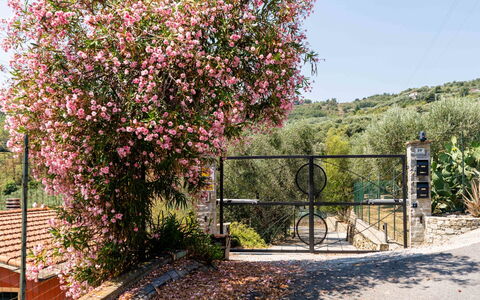Orto di Silvia: Flower, Shrub, Pink, Spring, Garden, Fence, Rose Family, Blossom