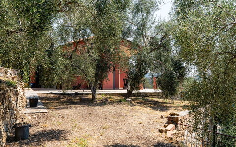 Orto di Silvia: Tree, Leaf, Branch, Human Settlement, Trunk, Woody Plant, Twig, Shade, Backyard, Yard