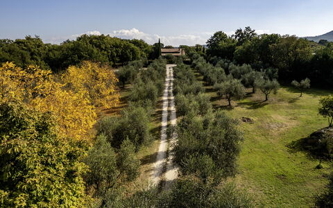 Villa Sparta 8+2: Tree, Leaf, Grass, Nature, Vegetation, Shrub, Plain, Land Lot, Rural Area, Sunlight