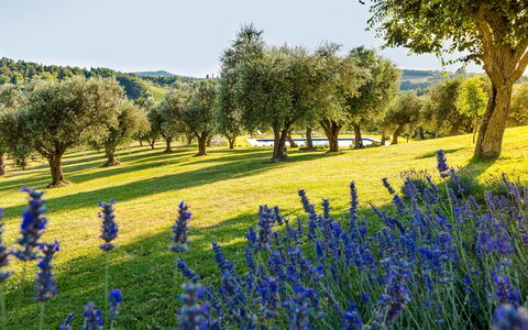 Casa Eugenia 8: Blue, Green, Natural Landscape, Grassland, Landscape, Plain, Meadow, Field, Groundcover
