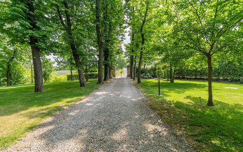 Tenuta Schiavon Barrero 12: Leaf, Green, Tree, Nature, Branch, Natural Environment, Vegetation, Natural Landscape, Trail, Trunk