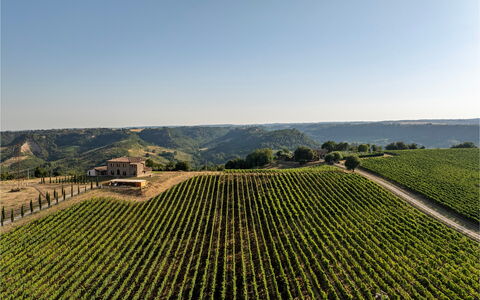 Tenuta Orsini 9+3: Agriculture, Field, Plantation, Rural Area, Landscape, Plain, Land Lot, Crop, Farm, Vineyard