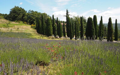 Cornocchio