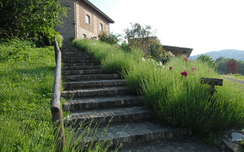 La Cenerara: Grass, Natural Landscape, Grass Family, Land Lot, Walkway, Landscape, Plant, Cottage, Shrub