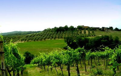 The estate's vineyards