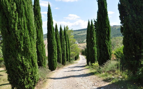 Le Querce Di Campocane: Tree, Vegetation, Green, Biome, Natural Landscape, Plant, Woody Plant, Natural Environment, Nature Reserve, Shrub